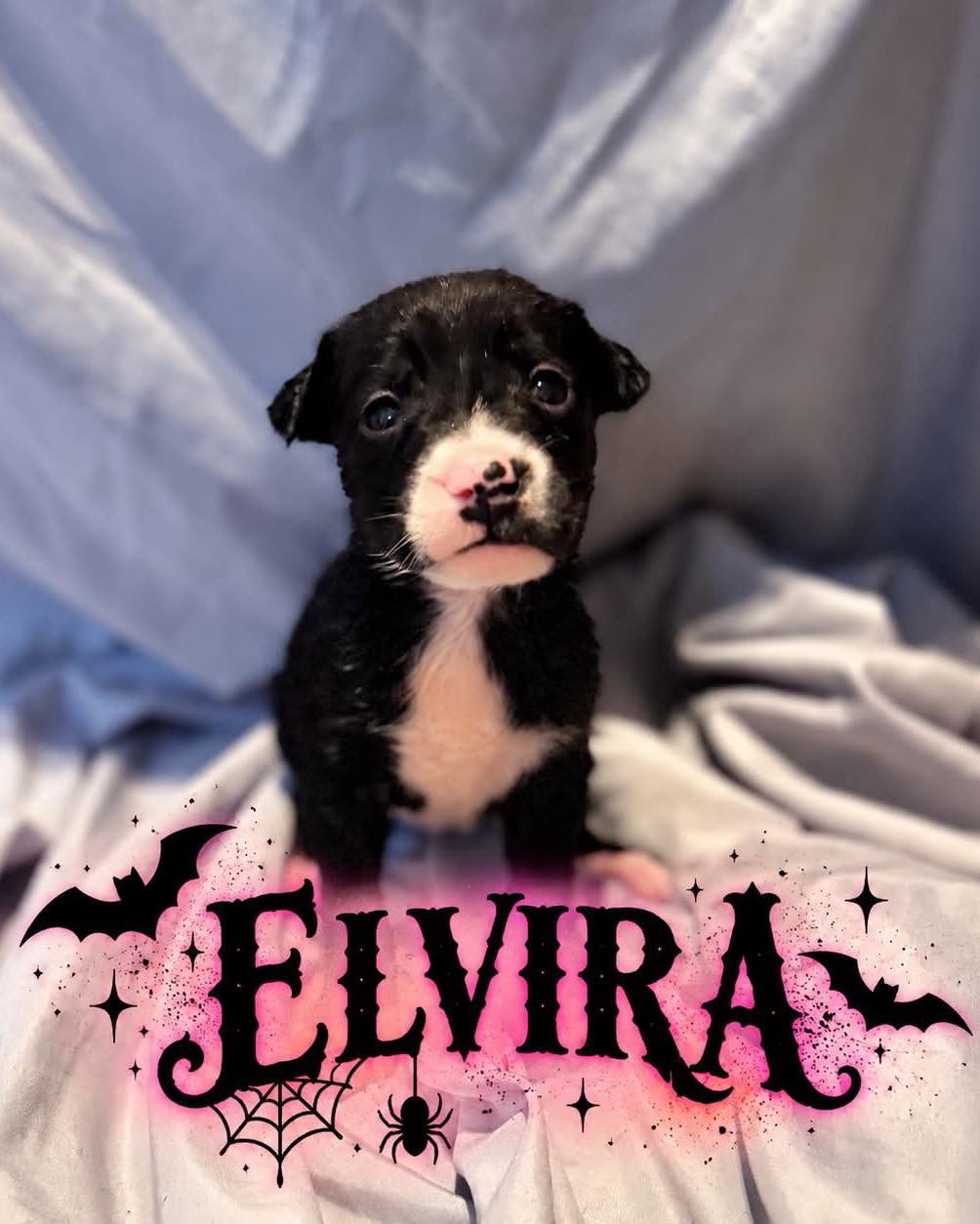 Elvira