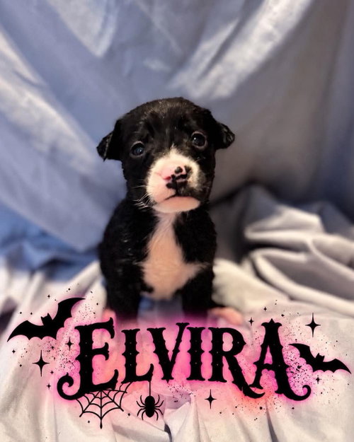 Elvira, a dog for adoption from Wags and Whiskers Animal Rescue League