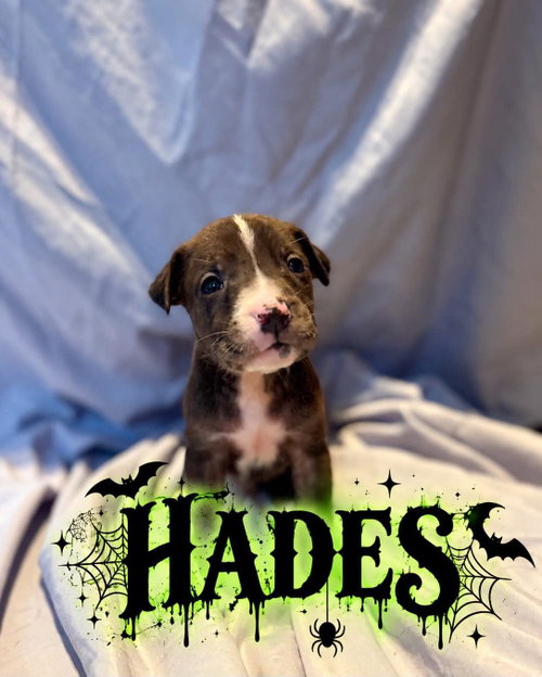 Hades, a dog for adoption from Wags and Whiskers Animal Rescue League