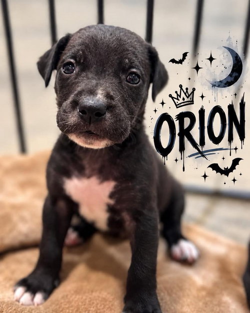 Orion, a dog for adoption from Wags and Whiskers Animal Rescue League