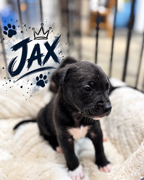Jax, a dog for adoption from Wags and Whiskers Animal Rescue League
