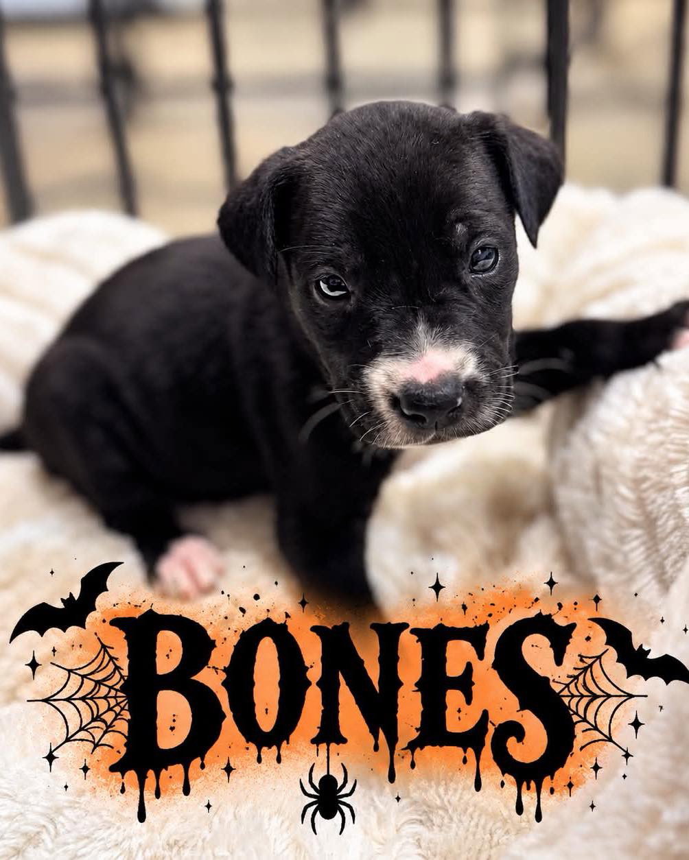 Bones