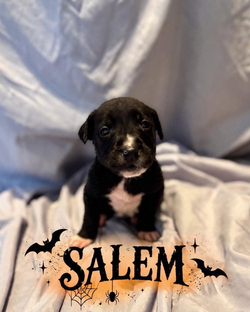 Salem, a dog for adoption from Wags and Whiskers Animal Rescue League