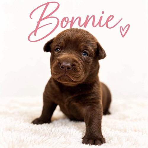 Bonnie, a dog for adoption from Wags and Whiskers Animal Rescue League