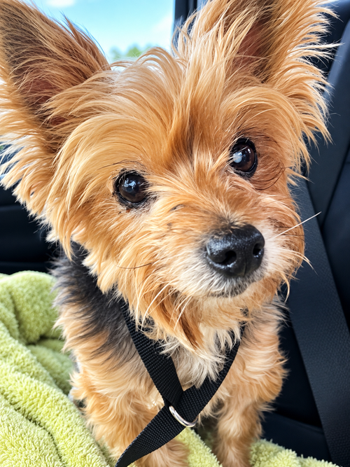Chloe, a dog for adoption from Wags and Whiskers Animal Rescue League