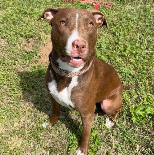 Isabella, a dog for adoption from Wags and Whiskers Animal Rescue League