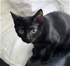 adoptable Cat in , VA named Justice