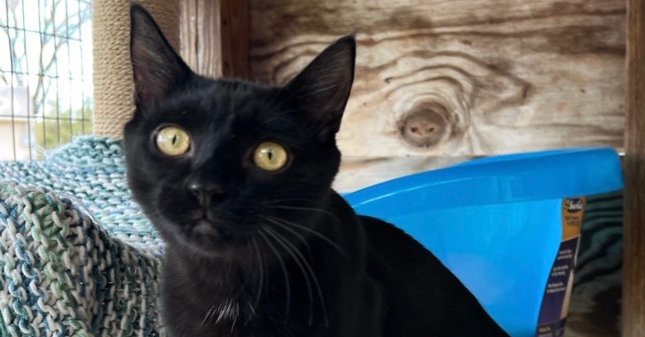 adoptable Cat in Henrico, VA named Justice