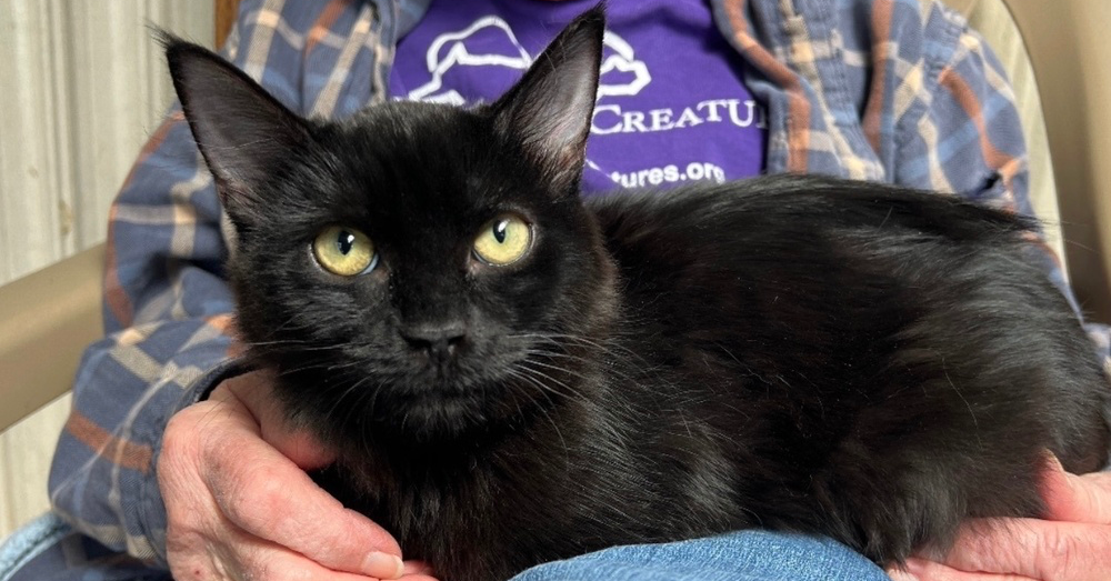 adoptable Cat in Henrico, VA named Hope