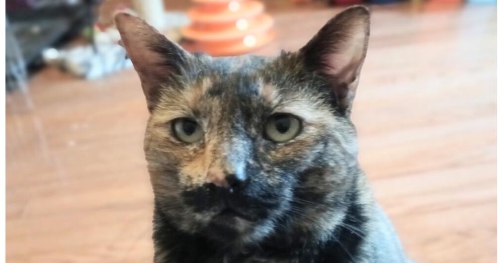 adoptable Cat in Henrico, VA named Matilda (Tillie)