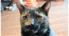 adoptable Cat in henrico, VA named Matilda (Tillie)