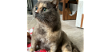 adoptable Cat in henrico, VA named Felicity