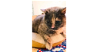 adoptable Cat in , VA named Felicity