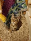adoptable Cat in , VA named Levi