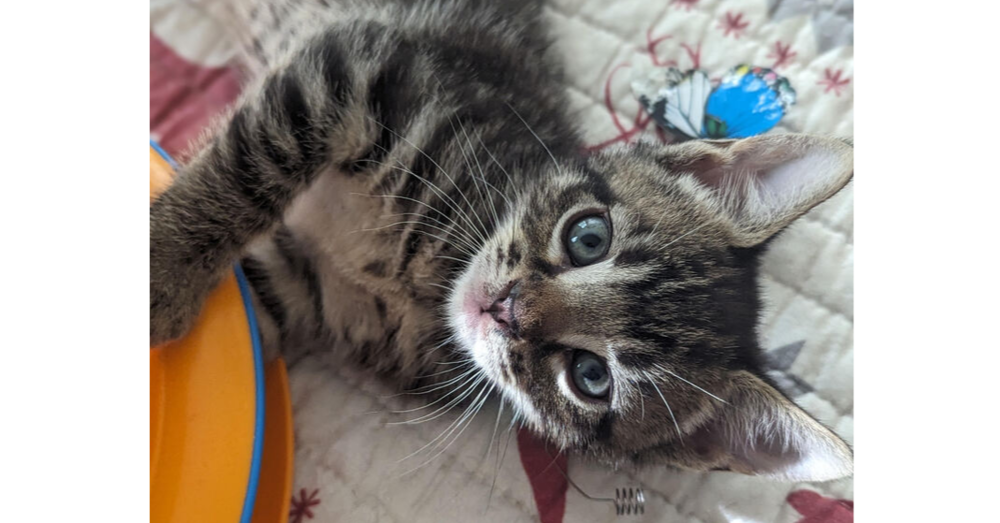 adoptable Cat in Henrico, VA named Mercedes