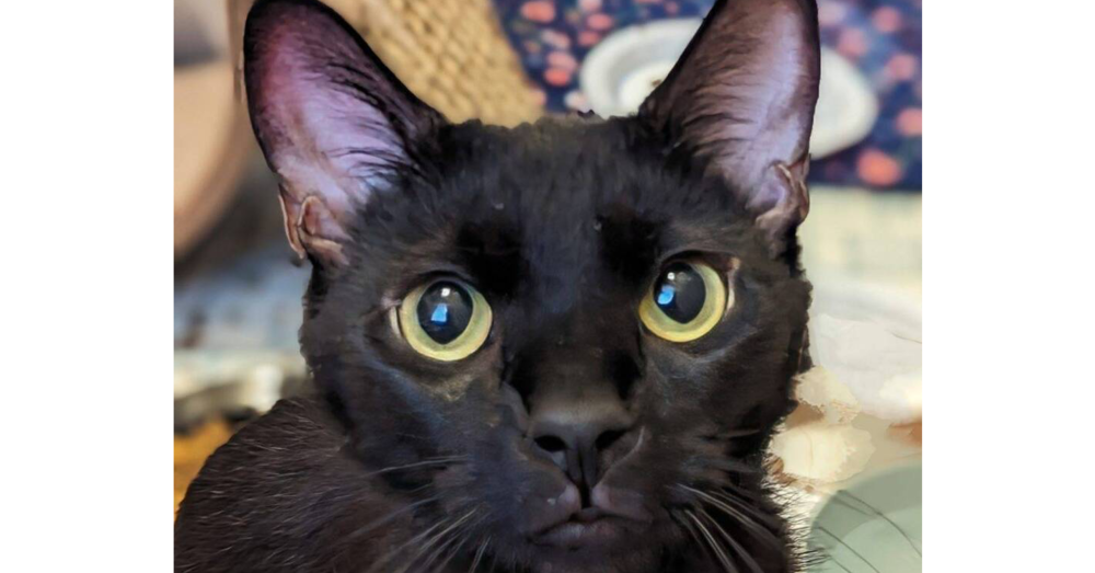 adoptable Cat in Henrico, VA named Pepper Moon