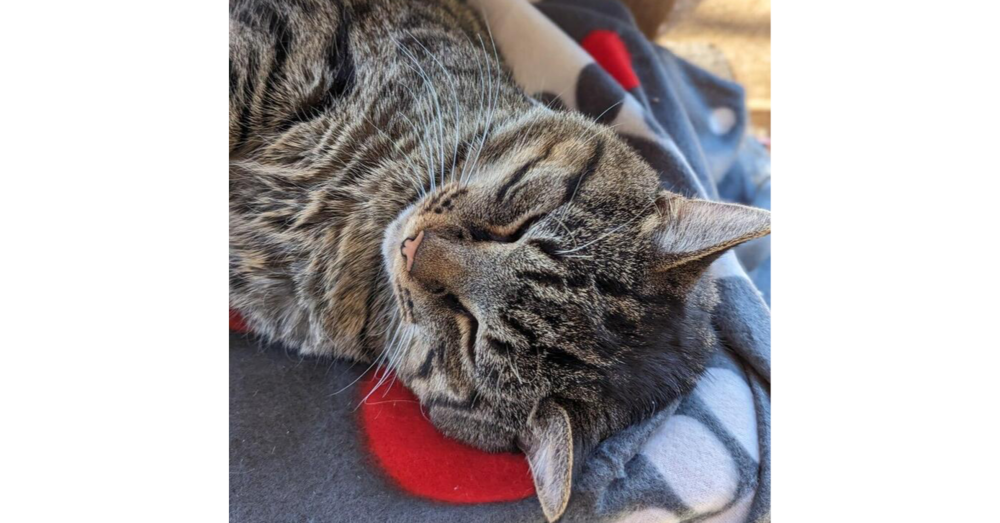 adoptable Cat in Henrico, VA named Mr. Tabbs