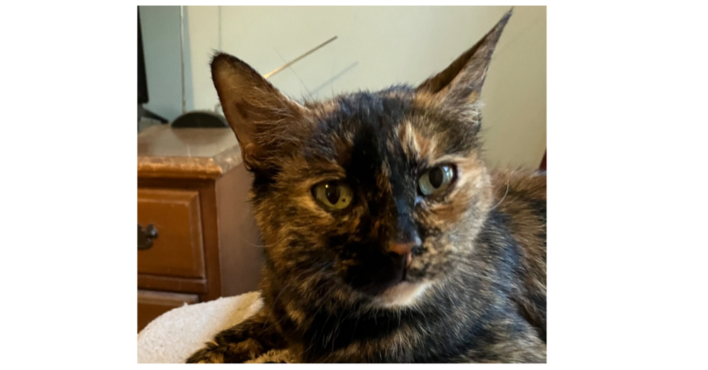 adoptable Cat in Henrico, VA named Daisy