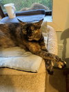 Daisy (Special adoption fee $50) - Photo 2