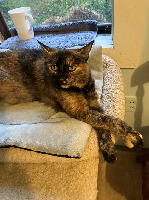 DAISY (SPECIAL ADOPTION FEE $50) - Domestic Short Hair / Domestic Short Hair available for adoption