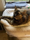 Daisy (Special adoption fee $50) - Photo 3