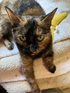 Daisy (Special adoption fee $50) - Photo 4