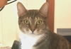 adoptable Cat in Henrico, VA named Emmie