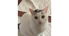 adoptable Cat in , VA named Eli