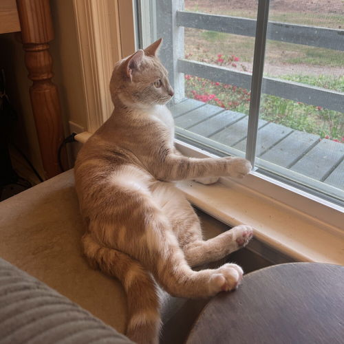 picture of the cat needing adoption
