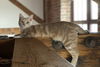 adoptable Cat in henrico, VA named Cleo