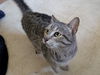 adoptable Cat in henrico, VA named Misty