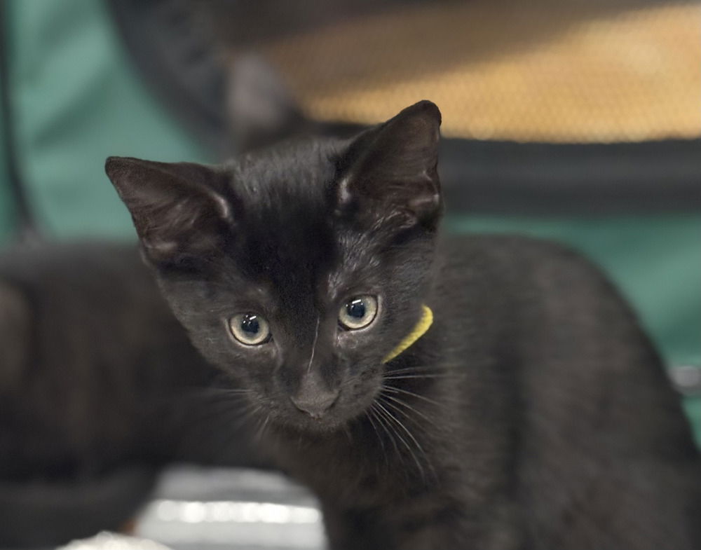 adoptable Cat in Henrico, VA named Kent