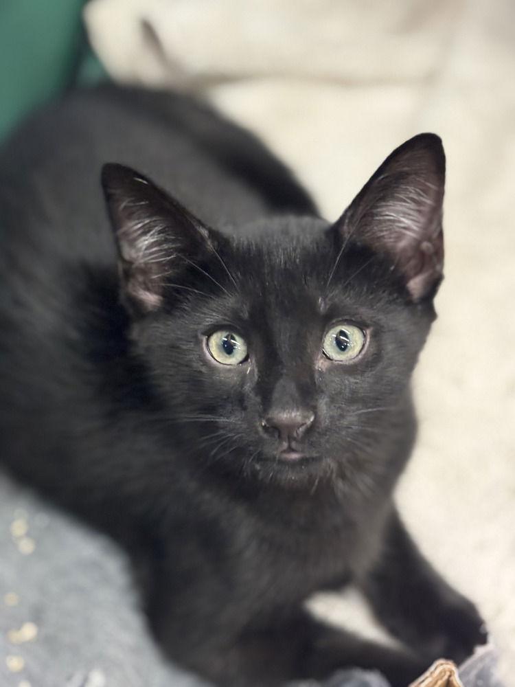 adoptable Cat in Henrico, VA named Billy