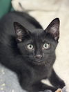 adoptable Cat in henrico, VA named Billy