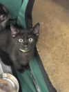 adoptable Cat in , VA named Wesley