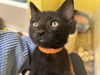 adoptable Cat in , VA named Ryan