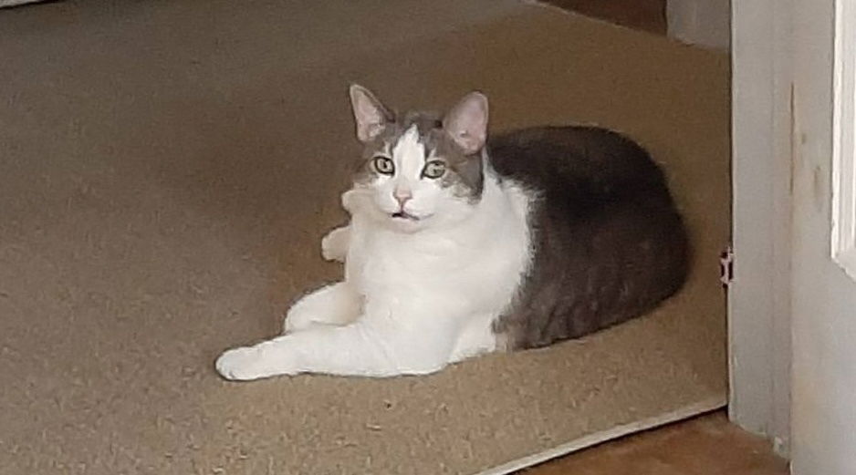 adoptable Cat in Henrico, VA named Armon