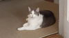 adoptable Cat in henrico, VA named Armon