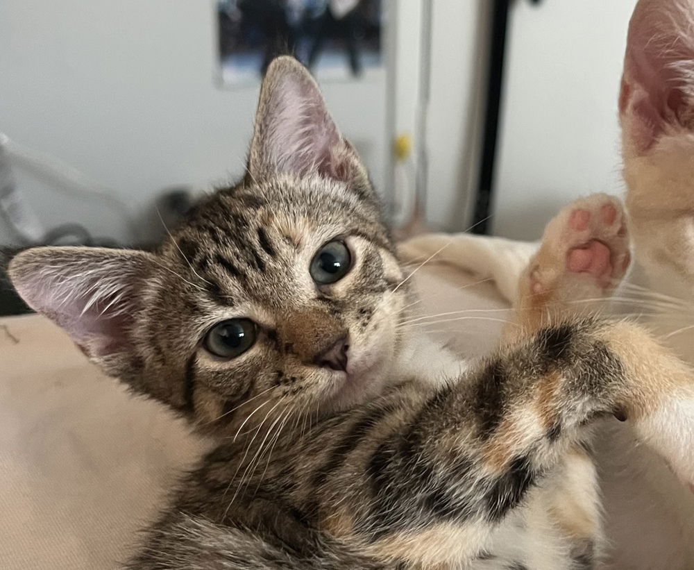 adoptable Cat in Henrico, VA named Lavender