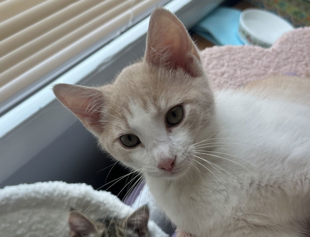 adoptable Cat in Henrico, VA named Chai