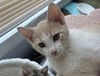 adoptable Cat in henrico, VA named Chai