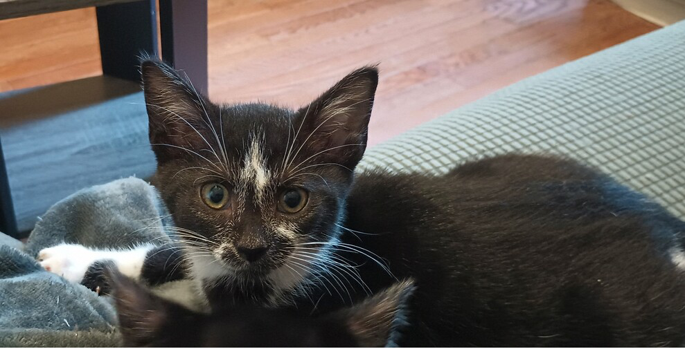 adoptable Cat in Henrico, VA named Emmy