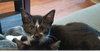 adoptable Cat in Henrico, VA named Emmy