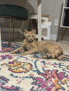 adoptable Cat in Henrico, VA named Tangerine