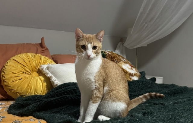 adoptable Cat in Henrico, VA named Clementine