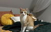 adoptable Cat in henrico, VA named Clementine