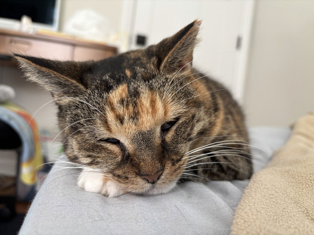 adoptable Cat in Henrico, VA named Sedona