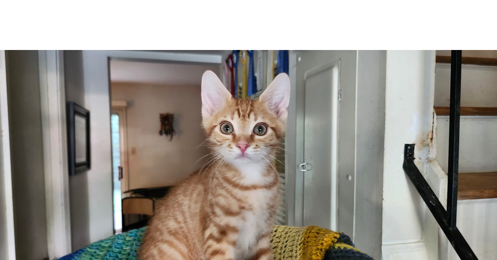adoptable Cat in Henrico, VA named Java