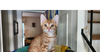 adoptable Cat in Henrico, VA named Java
