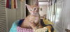 adoptable Cat in Henrico, VA named Tik